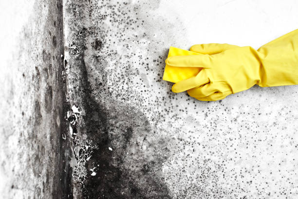 Best Best Mold Removal Companies  in Untain View, MO