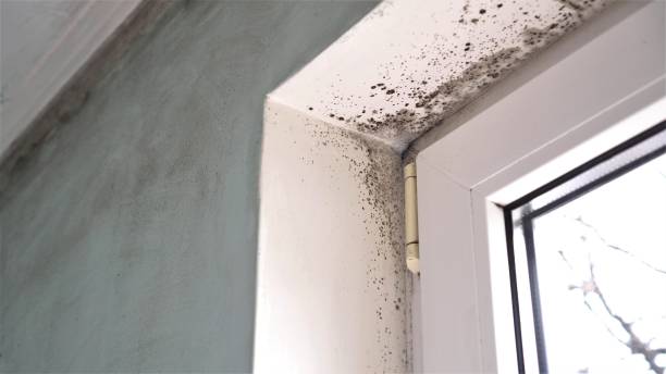 Best Attic Mold Removal  in Untain View, MO
