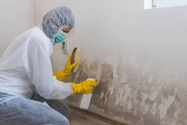 Best Commercial Mold Removal  in Untain View, MO