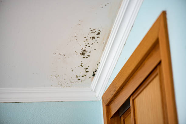 Best Best Mold Removal Companies  in Untain View, MO