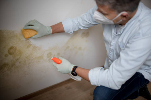 Best Certified Mold Removal  in Untain View, MO