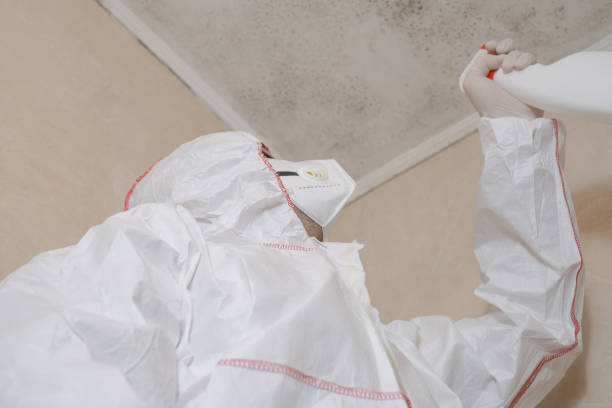 Best Same-Day Mold Removal  in Untain View, MO