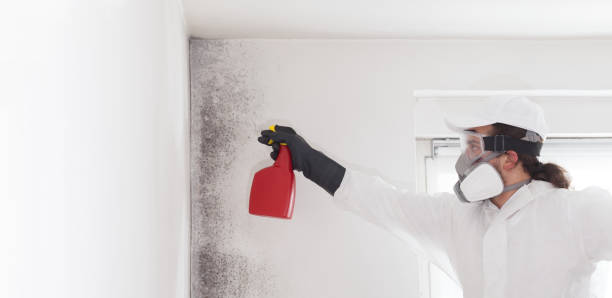 Best Mold Removal Process  in Untain View, MO