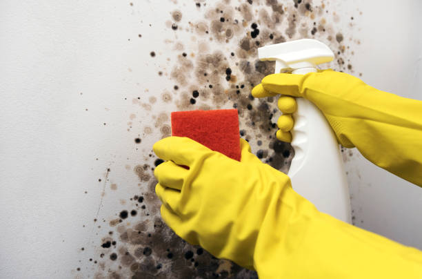 Best Affordable Mold Removal  in Untain View, MO