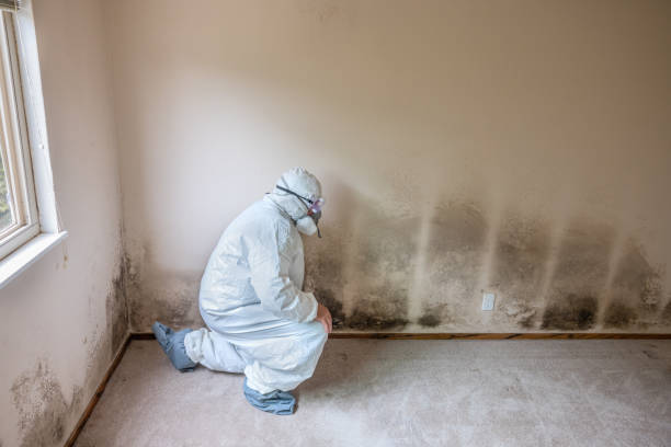 Crawl Space Mold Removal in Mountain View, MO