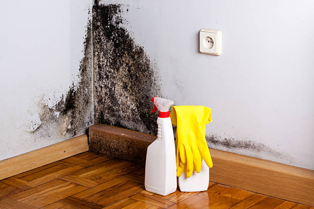 Best Mold Remediation Experts  in Untain View, MO