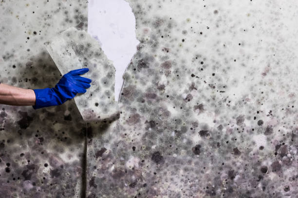 Mold Removal Process in Mountain View, MO