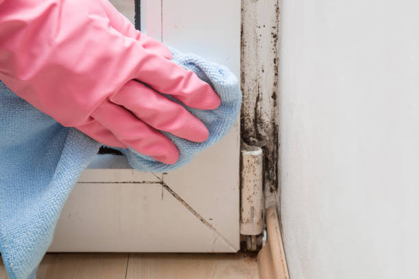 Best Mold Testing  in Untain View, MO
